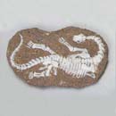 공룡화석발굴 - 카마라사우루스 [DF7]