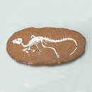 공룡화석발굴 - 헤테로돈토사우루스 [DF2]